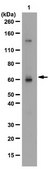 Anti-Cep63 Antibody from rabbit, purified by affinity chromatography