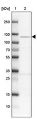 Anti-GRID2IP antibody produced in rabbit Prestige Antibodies® Powered by Atlas Antibodies, affinity isolated antibody, buffered aqueous glycerol solution