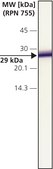 Anti-Calretinin antibody produced in rabbit affinity isolated antibody, buffered aqueous solution
