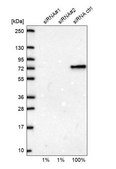 Anti-CSTF2 antibody produced in rabbit Prestige Antibodies® Powered by Atlas Antibodies, affinity isolated antibody, buffered aqueous glycerol solution