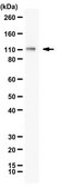 Anti-MBD6 from rabbit, purified by affinity chromatography