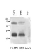 Anti-Connexin 35/36 Antibody, clone 8F6.2 clone 8F6.2, Chemicon®, from mouse