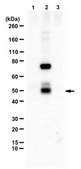 Anti-APP Antibody, AEP-cleaved (373N) serum, from rabbit