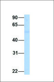Anti-GFRA2 antibody produced in rabbit affinity isolated antibody