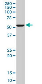 Anti-FADS1 Mouse mAb (2D9) liquid, clone 2D9, Calbiochem&#174;