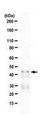 Anti-CREB Antibody Upstate®, from rabbit