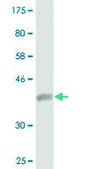 Monoclonal Anti-ISCA1 antibody produced in mouse clone 1A11, purified immunoglobulin, buffered aqueous solution