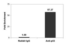 Magna ChIP® Protein A Magnetic Beads Recombinant Protein A covalently bound to magnetic beads for use in chromatin immunoprecipitations (ChIP assays). These protein A beads provide users a more rapid, reproducible &amp; efficient reagent for collecting immunocomplexes vs. agarose beads.