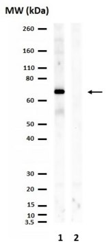 Anti-phospho-TAK1 (Ser412) Antibody from rabbit, purified by affinity chromatography