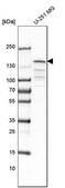 Anti-CCAR1 antibody produced in rabbit Prestige Antibodies® Powered by Atlas Antibodies, affinity isolated antibody, buffered aqueous glycerol solution