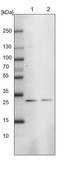 Anti-MED8 antibody produced in rabbit Prestige Antibodies® Powered by Atlas Antibodies, affinity isolated antibody, buffered aqueous glycerol solution, ab1