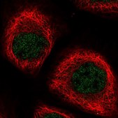 Anti-NPEPL1 antibody produced in rabbit Prestige Antibodies® Powered by Atlas Antibodies, affinity isolated antibody, buffered aqueous glycerol solution