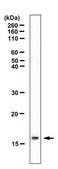 Anti-dimethyl Histone H2B Antibody (Pro1) from rabbit, purified by affinity chromatography