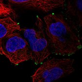 Anti-SMIM11A antibody produced in rabbit Prestige Antibodies® Powered by Atlas Antibodies, affinity isolated antibody, buffered aqueous glycerol solution