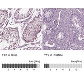 Anti-YY2 antibody produced in rabbit Prestige Antibodies® Powered by Atlas Antibodies, affinity isolated antibody