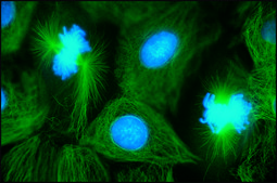 IgG anti-ratón (molécula completa)-FITC antibody produced in goat affinity isolated antibody, buffered aqueous solution