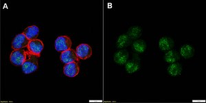 Anti-cIAP2/BIRC3 Antibody, clone 1N23 ZooMAb® Rabbit Monoclonal recombinant, expressed in HEK 293 cells