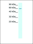 Anti-TRIM15 antibody produced in rabbit IgG fraction of antiserum