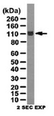 ChIPAb+ LSD1 (KDM1A) Antibody - ChIP Validated Antibody and Primer Set from rabbit, purified by affinity chromatography