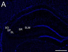 Anti-Connexin 45 Antibody, near CT, cytoplasmic Chemicon®, from rabbit