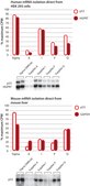 GenElute™ Direct mRNA Miniprep Kits sufficient for 10 purifications