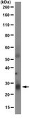 Anti-Folr4 (Folate receptor 4) Antibody, clone 5E12.2 clone 5E12.2, from mouse