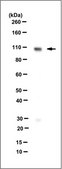 Anti-Lymphoid-specific helicase (SMARCA6) Antibody, clone 2G7.1 clone 2G7.1, from mouse