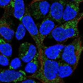 Anti-MRPL20 antibody produced in rabbit Prestige Antibodies® Powered by Atlas Antibodies, affinity isolated antibody, buffered aqueous glycerol solution