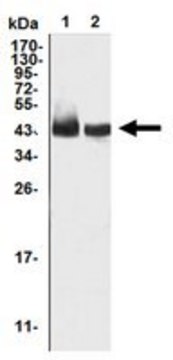 Anti-KLF15, clone 2G8 Antibody