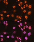 Anti-PTBP1 antibody produced in rabbit