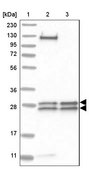 Anti-MED8 antibody produced in rabbit Prestige Antibodies® Powered by Atlas Antibodies, affinity isolated antibody, buffered aqueous glycerol solution, ab1