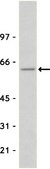 Anti-Src Antibody, clone GD11 clone GD11, Upstate®, from mouse