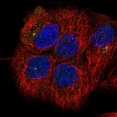 Anti-GNAI1 antibody produced in rabbit Prestige Antibodies® Powered by Atlas Antibodies, affinity isolated antibody