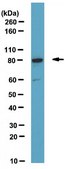 Anti-FoxP1 Antibody serum, from rabbit