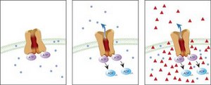 MDR1 Efflux Assay The Multidrug Resistance Direct Dye Efflux Assay Kit includes two of the best characterized &amp; most commonly used multidrug resistance ABC transporter substrates, DiOC2(3) &amp; rhodamine 123.