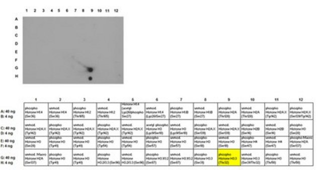 Anti-phospho Histone H3.3 Antibody (Thr32) from rabbit, purified by affinity chromatography