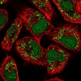 Anti-VRK3 antibody produced in rabbit Prestige Antibodies® Powered by Atlas Antibodies, affinity isolated antibody