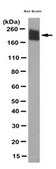 Anti-NCAM1 Antibody, clone 11G7.1 clone 11G7.1, from mouse