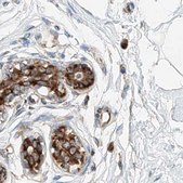 Anti-ZC3H15 antibody produced in rabbit Prestige Antibodies® Powered by Atlas Antibodies, affinity isolated antibody, buffered aqueous glycerol solution, ab3