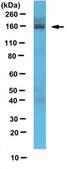 Anti-CAPS-2 Antibody from rabbit, purified by affinity chromatography