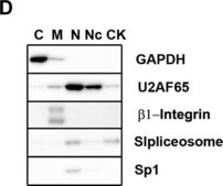Anti-Nuclear Spliceosomes Antibody, clone 780-3 clone 780-3, Chemicon®, from mouse