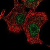 Anti-LONRF2 antibody produced in rabbit Prestige Antibodies® Powered by Atlas Antibodies, affinity isolated antibody
