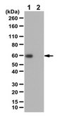 Anti-acetyl-c-Myc (Lys323) Antibody from rabbit, purified by affinity chromatography