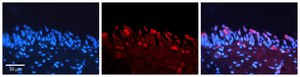 Anti-SMAD3 antibody produced in rabbit IgG fraction of antiserum