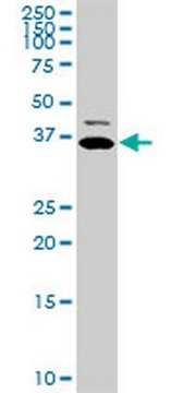 Anti-TNNT2 Mouse mAb (3H4-F7) liquid, clone 3H4-F7, Calbiochem&#174;