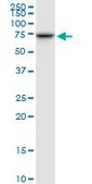 Anti-TOMM70A antibody produced in mouse purified immunoglobulin, buffered aqueous solution