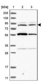 Anti-RNF19A antibody produced in rabbit Prestige Antibodies® Powered by Atlas Antibodies, affinity isolated antibody, buffered aqueous glycerol solution