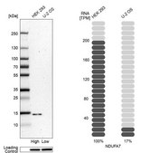Anti-NDUFA7 antibody produced in rabbit Prestige Antibodies® Powered by Atlas Antibodies, affinity isolated antibody, buffered aqueous glycerol solution