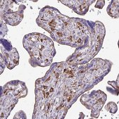 Anti-CLTA antibody produced in rabbit Prestige Antibodies® Powered by Atlas Antibodies, affinity isolated antibody, buffered aqueous glycerol solution