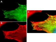 LentiBrite EB3-GFP Lentiviral Biosensor
